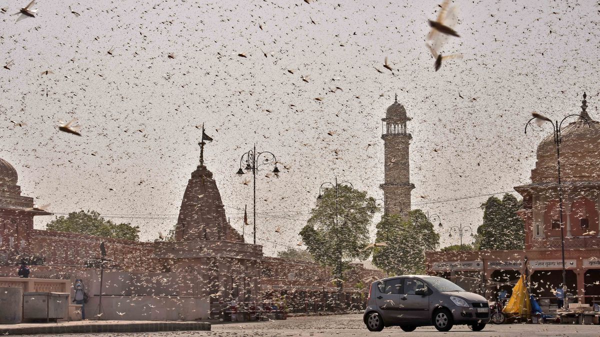 Szarańcza w mieście Dźajpur. Do walki z owadami posłano drony.