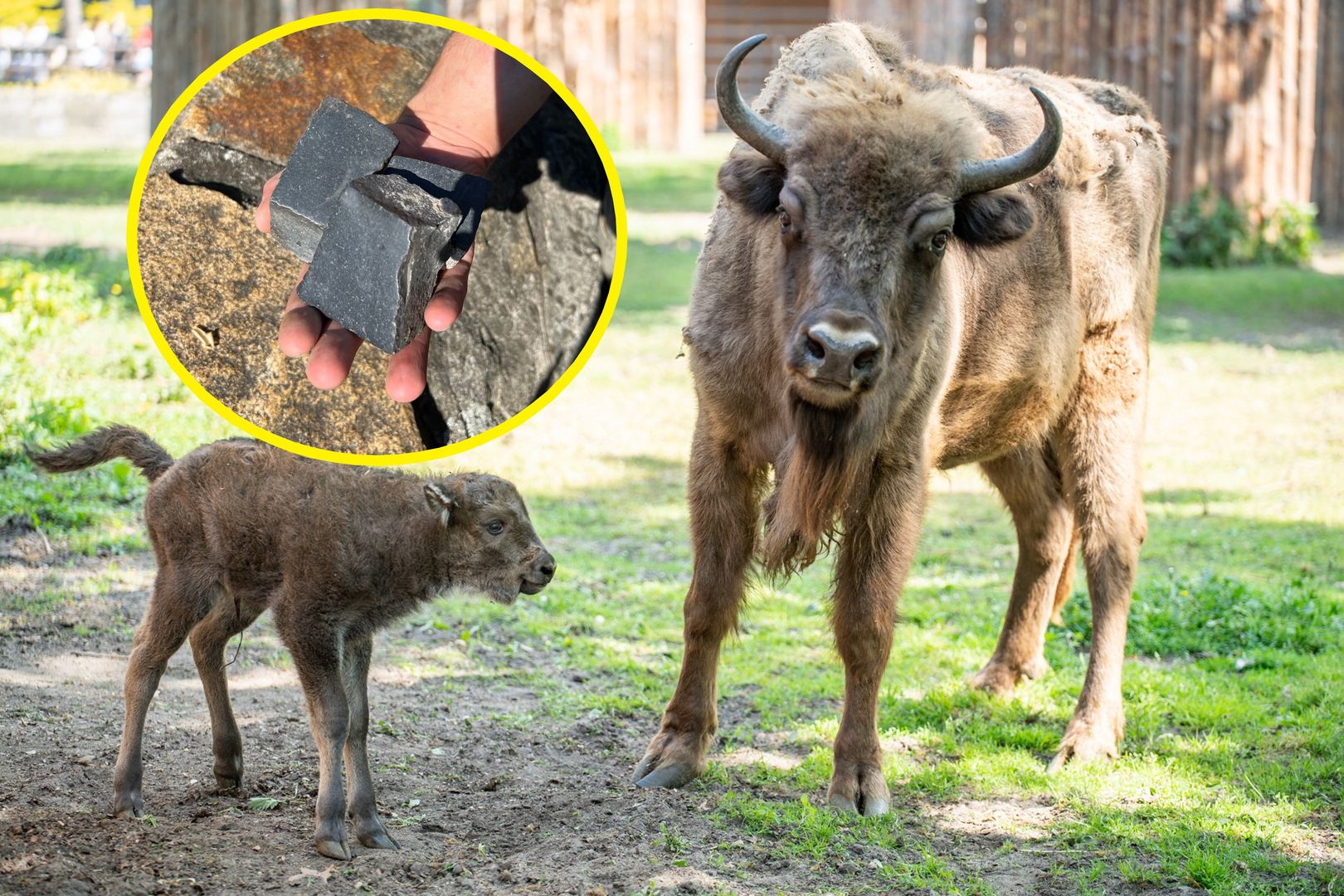 To dzieje się we wrocławskim zoo. Pracownicy apelują