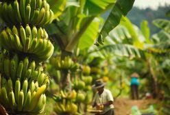 Kryzys na Wyspach Kanaryjskich. "Bardziej bananowe od bananów"