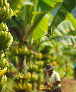 Kryzys na Wyspach Kanaryjskich. "Bardziej bananowe od bananów"