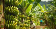Kryzys na Wyspach Kanaryjskich. "Bardziej bananowe od bananów"