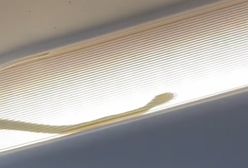 Na pokładzie samolotu był wąż. Musieli awaryjnie lądować