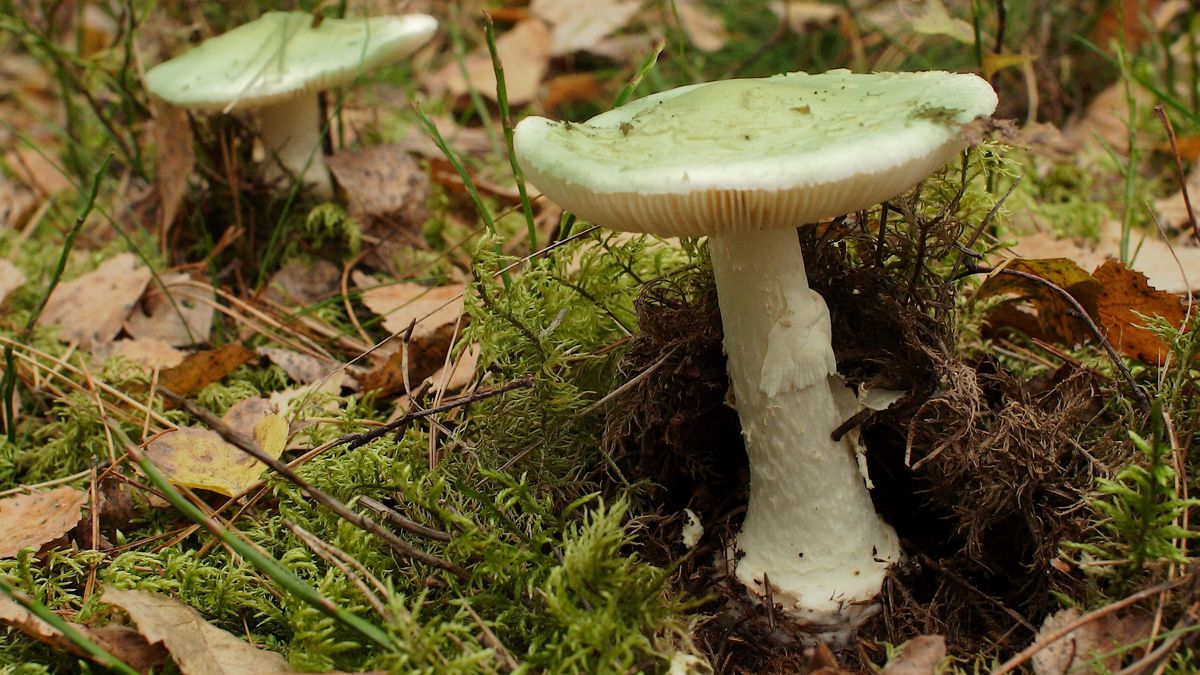 Muchomor sromotnikowy - tylko 5 proc. osób, które go zjadły ma szansę przeżycia 