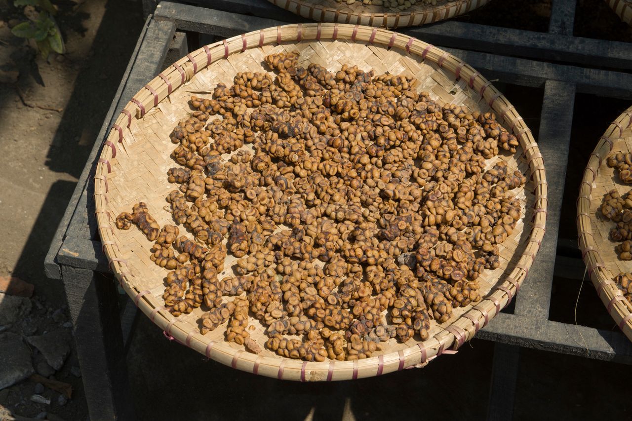 Controversy brews over luxury kopi luwak coffee production