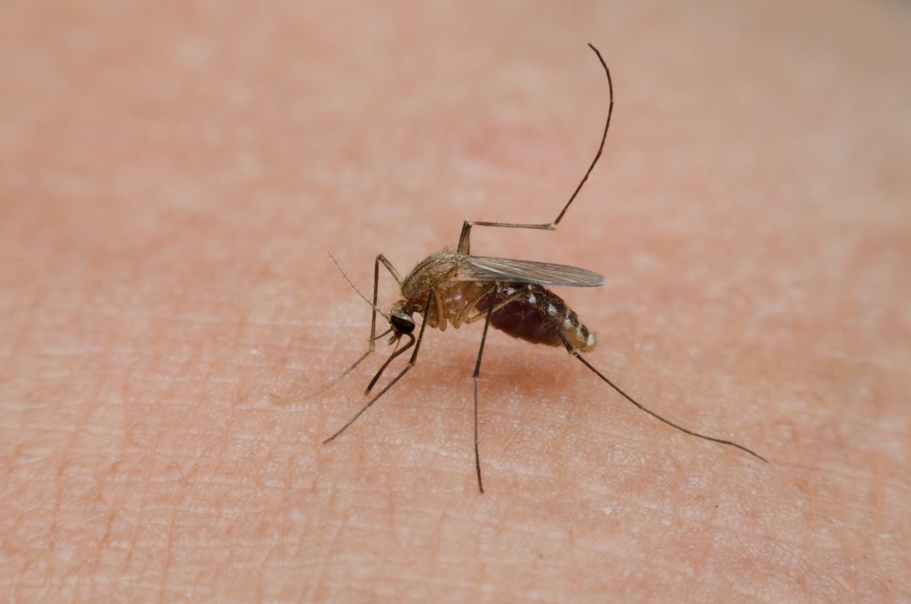 Mosquitoes love bananas: How diet can make you a target