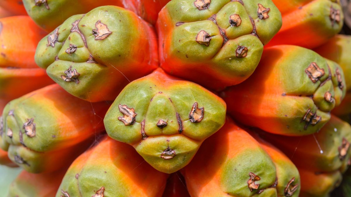 Abstract Pandanus Odoratissimus seed background. Plant seed and nature in garden background
Abstract Pandanus Odoratissimus seed background. Plant seed and nature in garden background
rprisarn
medical, pandanus, pandanus odoratissimus, pandanus tectorius