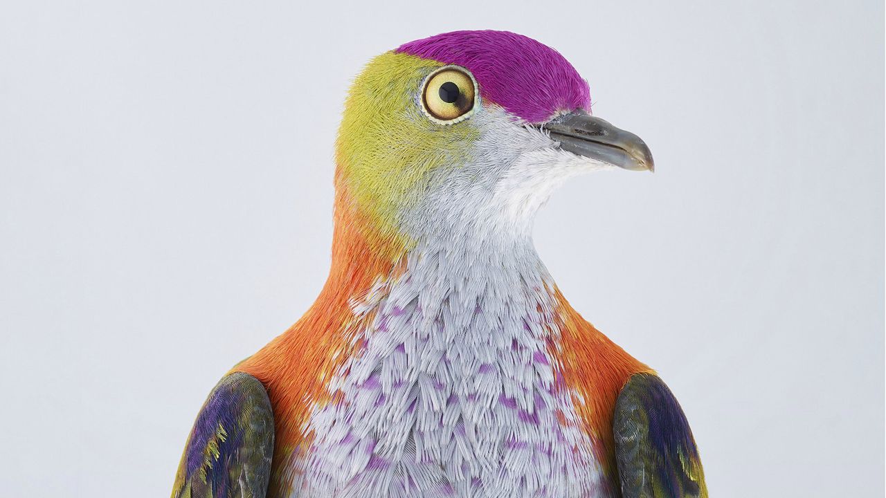 Niezwykłe portrety ptaków. Piękne i majestatyczne okazy