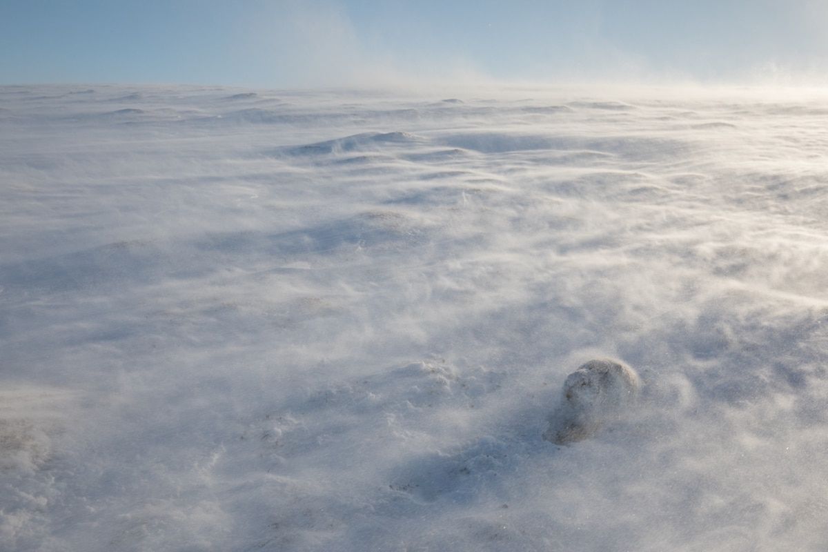Nietoperz podczas polowania - zwycięskie zdjęcie British Wildlife Photography Awards 2018 5