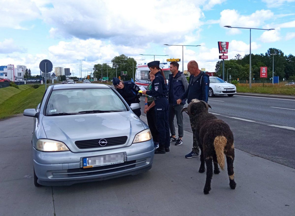 Barany na drodze. Policja zatrzymywała kierowców w ramach (dziwnej) akcji