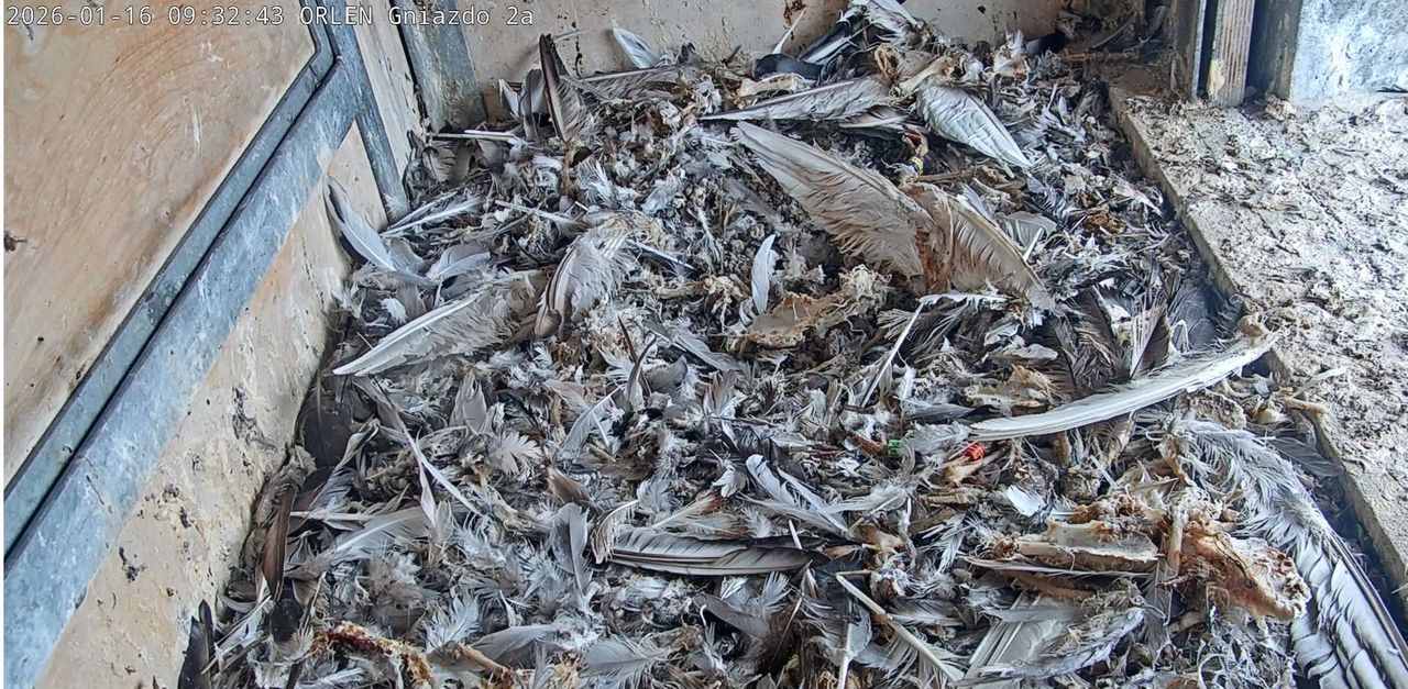 Budki lęgowe gotowe na przyjęcie lokatorów

