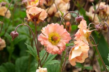 Ulubieniec ogrodników: kukliki kwitną miesiącami i wypędzają chwasty