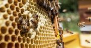 Krzyżówka o pszczołach. Sprawdź, ile o nich wiesz