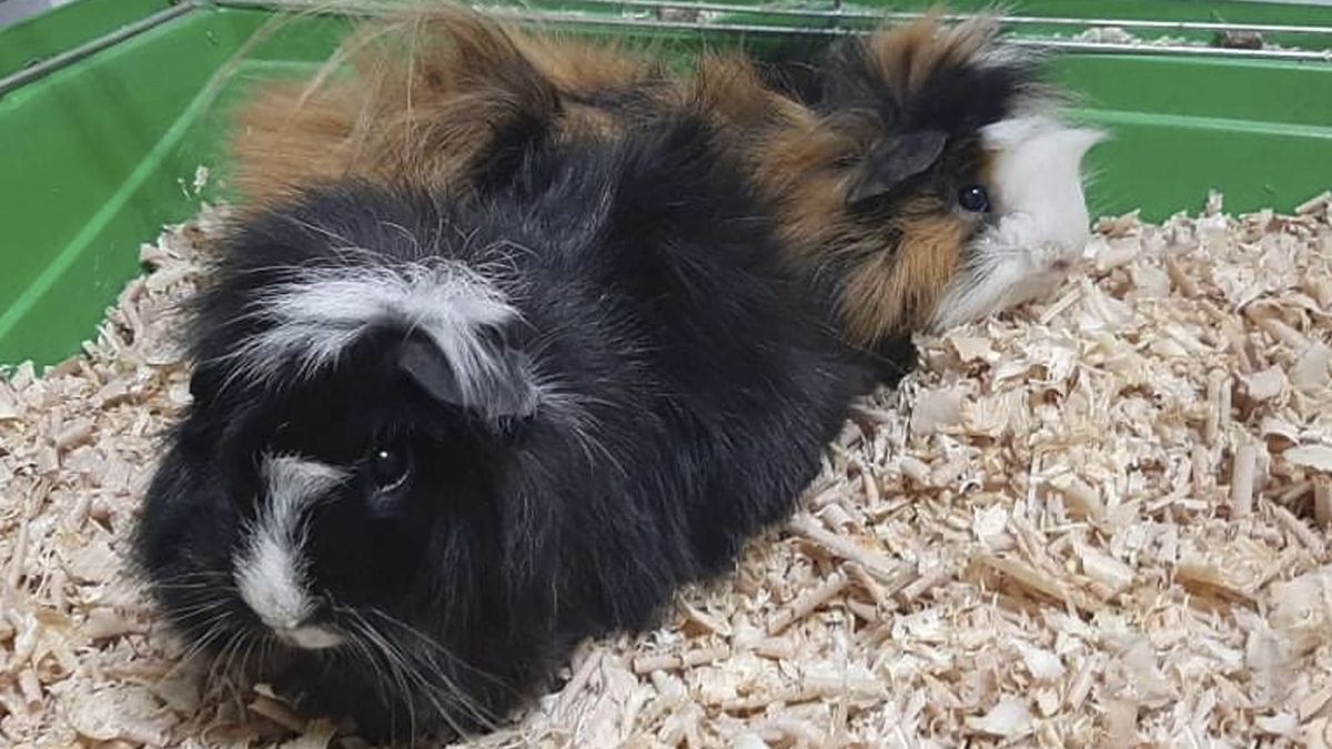 W Łodzi znaleziono porzucone na mrozie świnki morskie