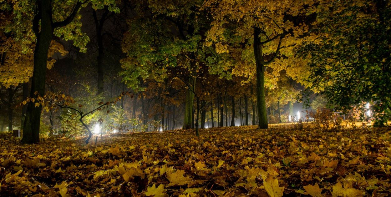 Toruń: Zima jeszcze się nie spieszy. "Miesiąc cieplejszy od normy wieloletniej"