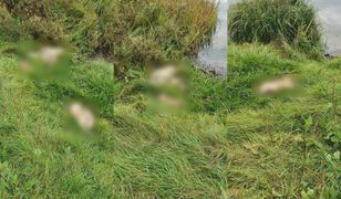 Pomorskie. Makabra na Kaszubach. Przy jeziorze znaleziono martwe koty