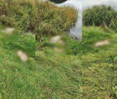 Pomorskie. Makabra na Kaszubach. Przy jeziorze znaleziono martwe koty