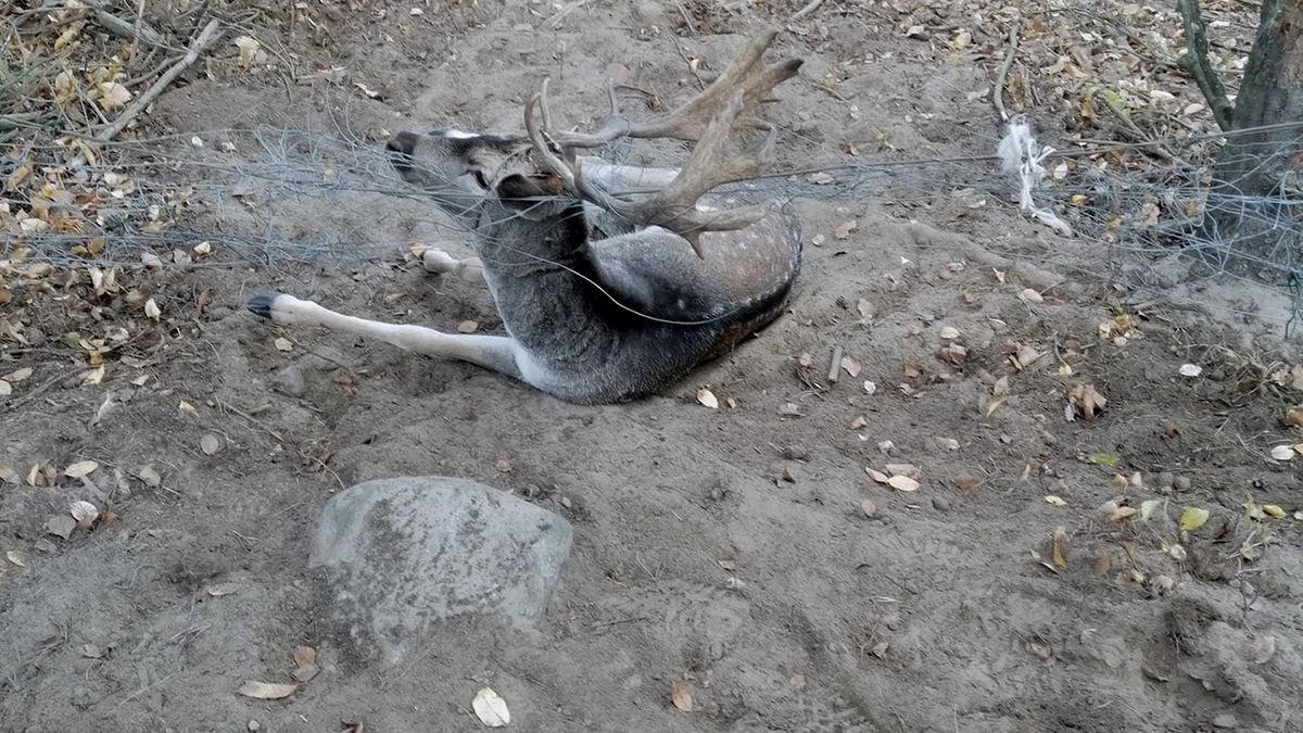 Daniel zahaczył porożem o drucianą siatkę