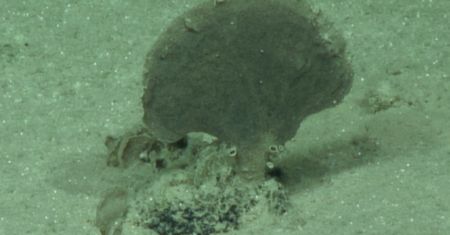 Pacyfik. Odkrycie z dna oceanu. Gigantyczne organizmy jednokomórkowe