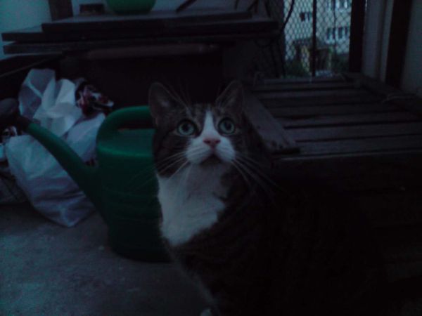 Obraz
