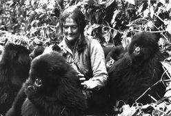 Dian Fossey - nikt nie kochał goryli bardziej niż ona