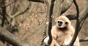 Tajemnica Momo: opiekunowie zoo uważają, że rozwiązali tajemnicę, w jaki sposób gibon zaszedł w ciążę, mimo że mieszkał sam w klatce
