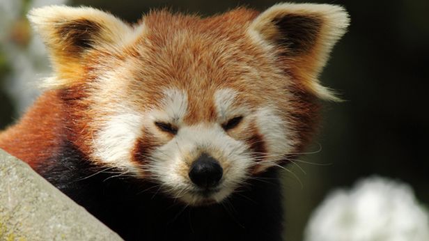 Zauważyliście, że jest już Firefox 9? 1