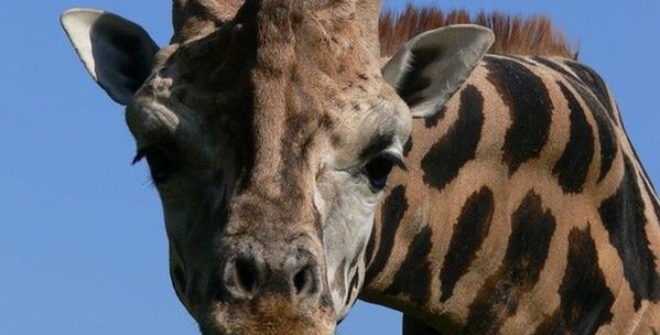 W ZOO zmarła żyrafa. Mieszkała w Warszawie 15 lat