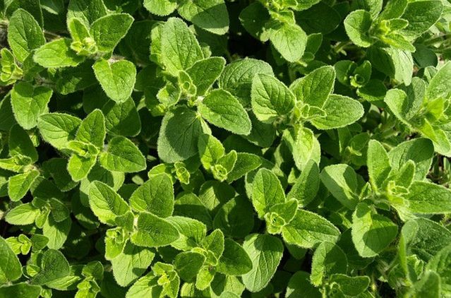 Plectranthus amboinicus a zdrowie