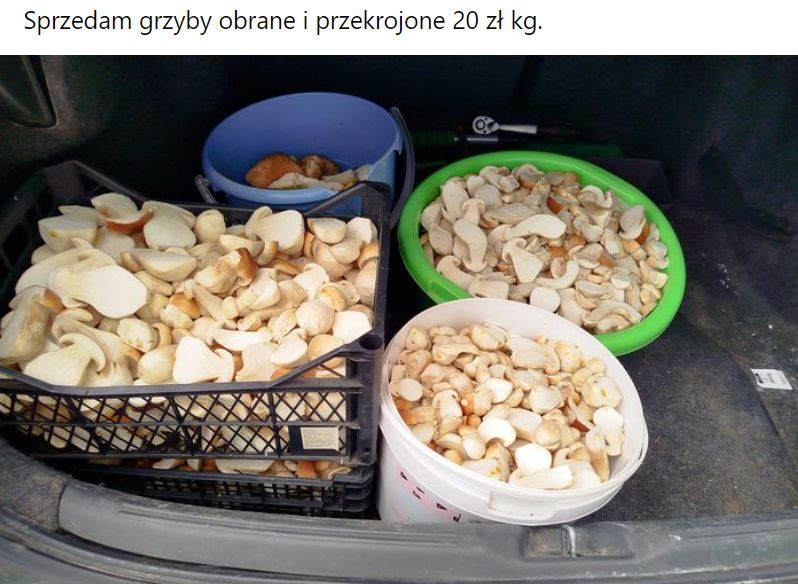 Na lokalnych grupach na Facebooku można trafić na oferty sprzedaży grzybów