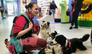 "Czy można je pogłaskać?". Psy na lotnisku w Krakowie robią furorę