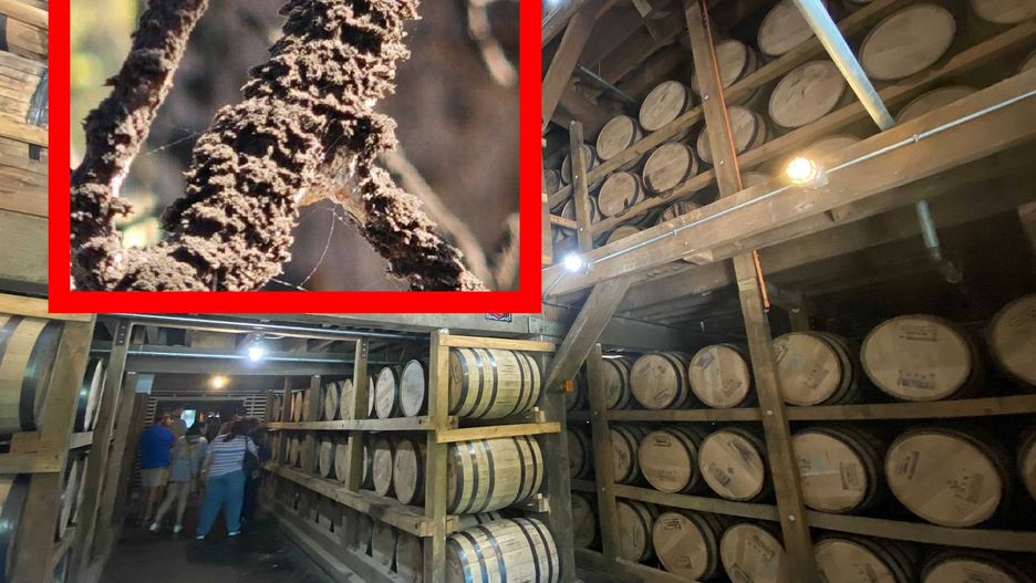 Czarna narośl zaatakowała domy w Tennessee