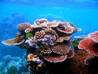 Naukowcy ostrzegają: Wielka Rafa Koralowa coraz mniejsza
