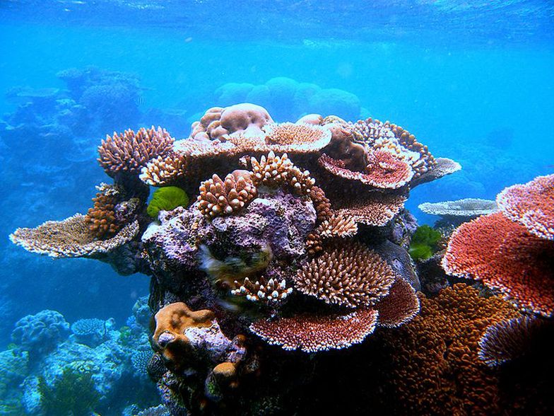 Przemyt 350 kg rafy koralowej udaremniony w stolicy