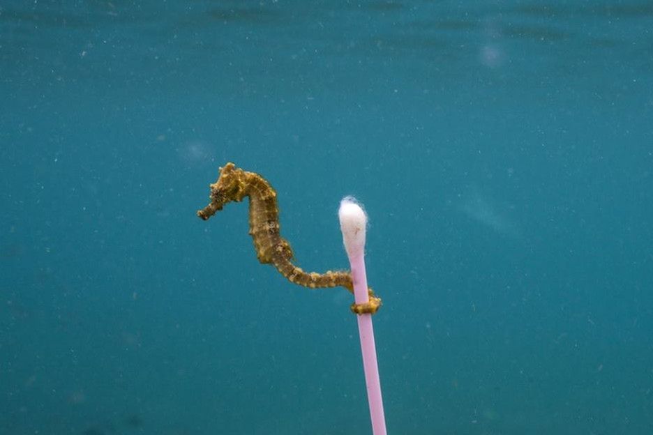 Zdjęcie konika morskiego poruszyło internet. "Scena frustrująca, ohydna i smutna, ale musiałem"