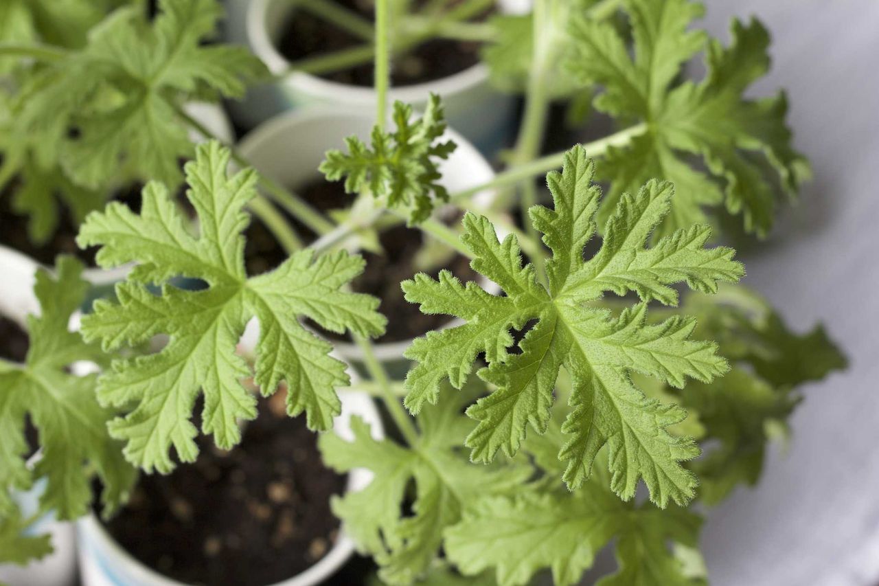 Geranium na parapecie – sekret babcinych leków, który warto odkryć