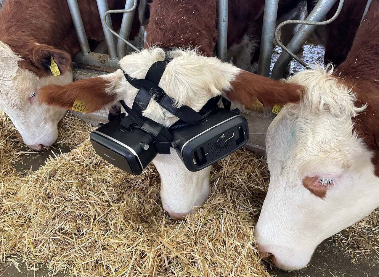 Farmer założył krowom gogle VR. Teraz są wyluzowane i dają więcej mleka