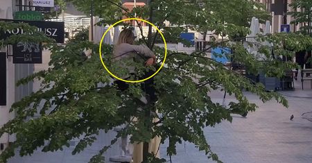 Dziwne zdarzenie w centrum Poznania. Kobieta weszła na drzewo