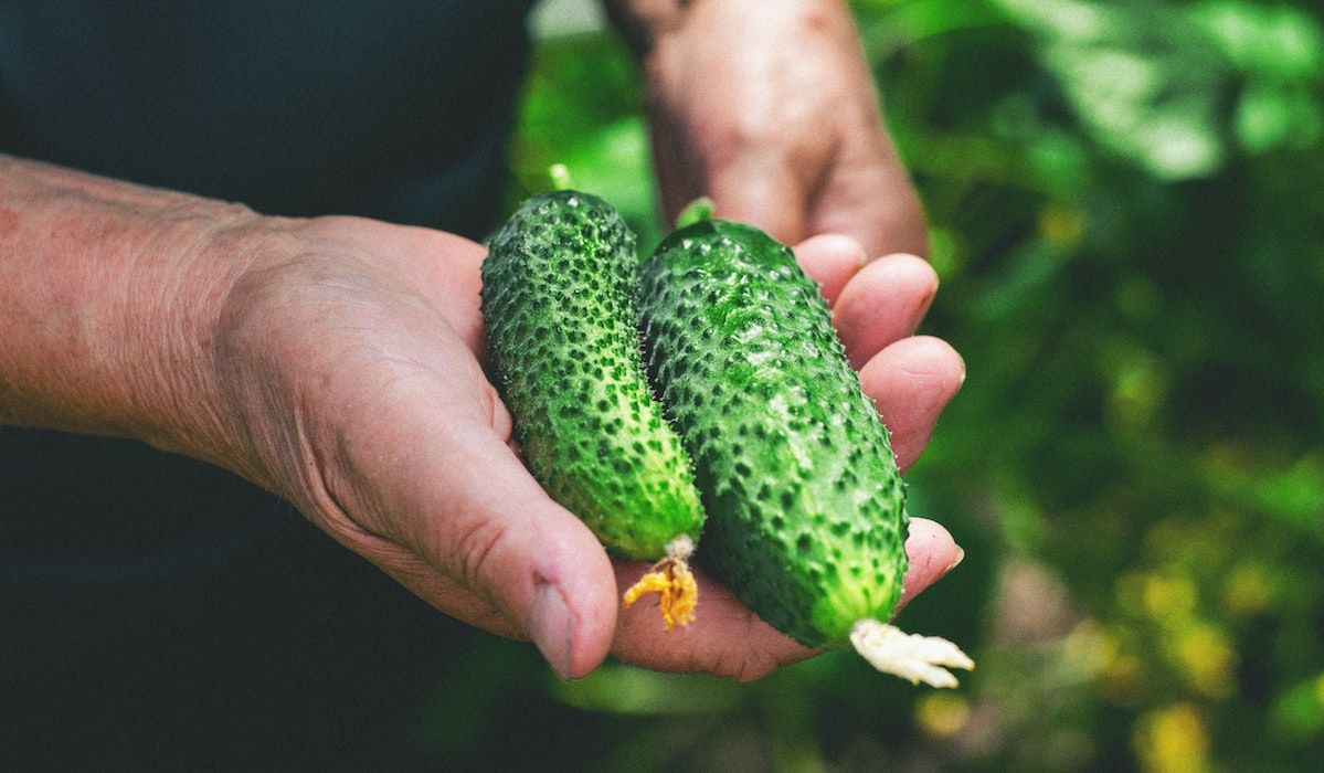 Ogórki - nie wyrzucać skórki. Fot. Pexels