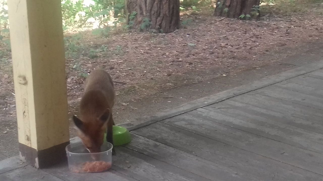 Mały lisek w szpitalu w Chodzieży