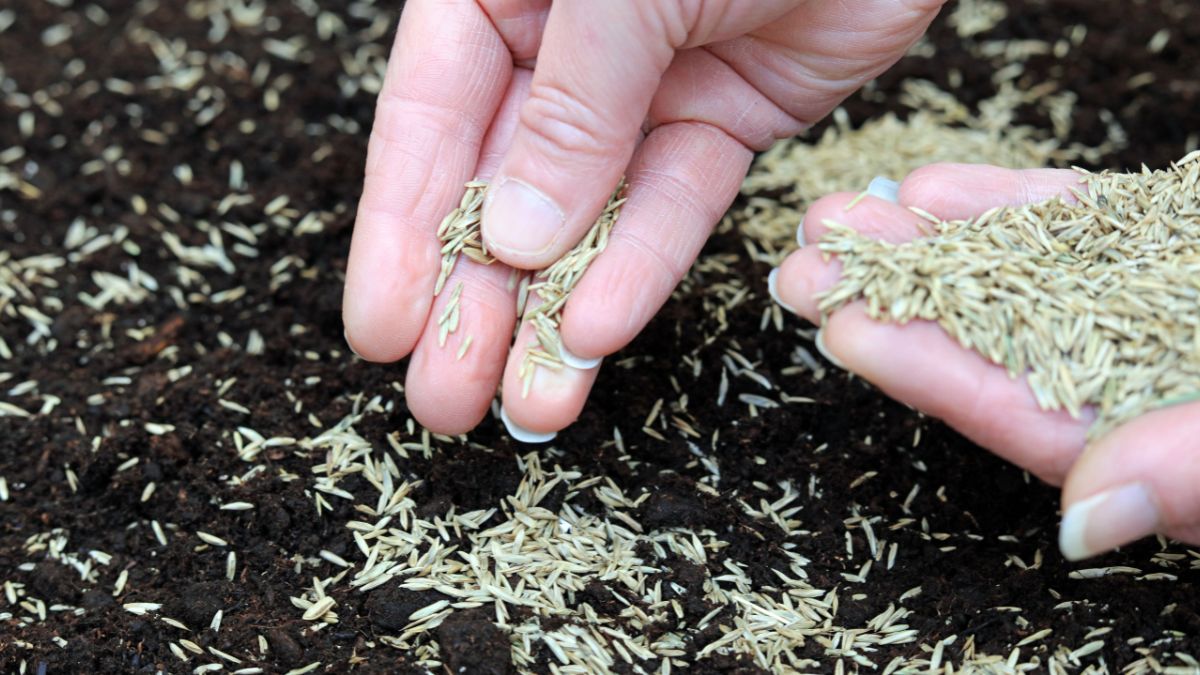 Czy można siać trawę w listopadzie?