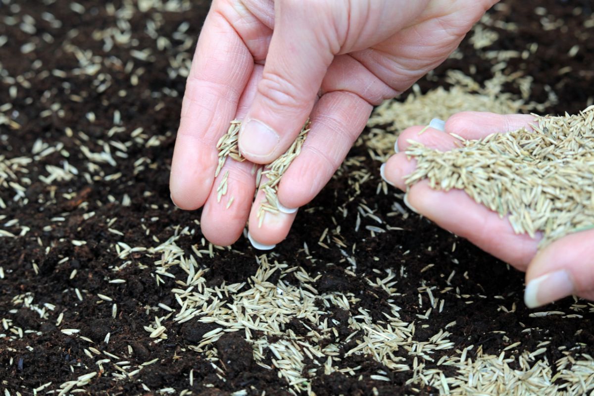 Kiedy siać trawę? Jeden błąd i cały wysiłek pójdzie na marne