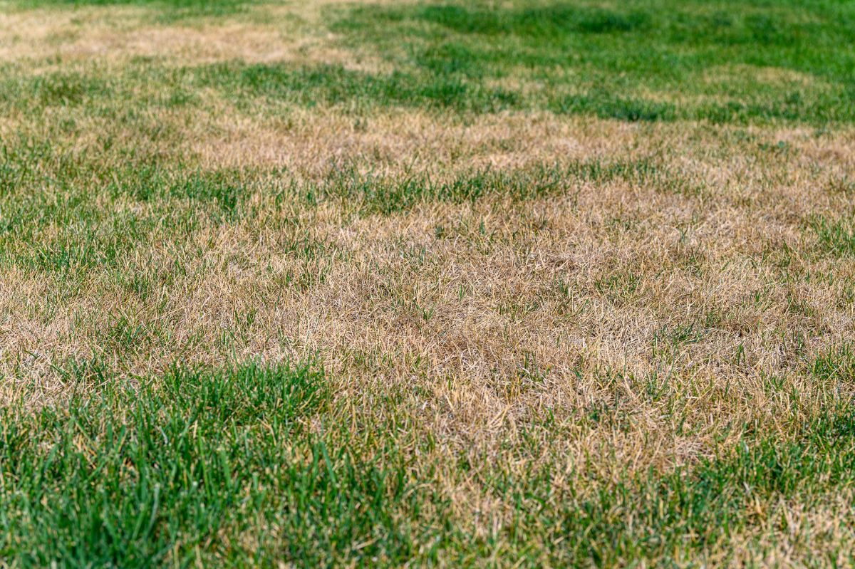 How to save a dried-out lawn?