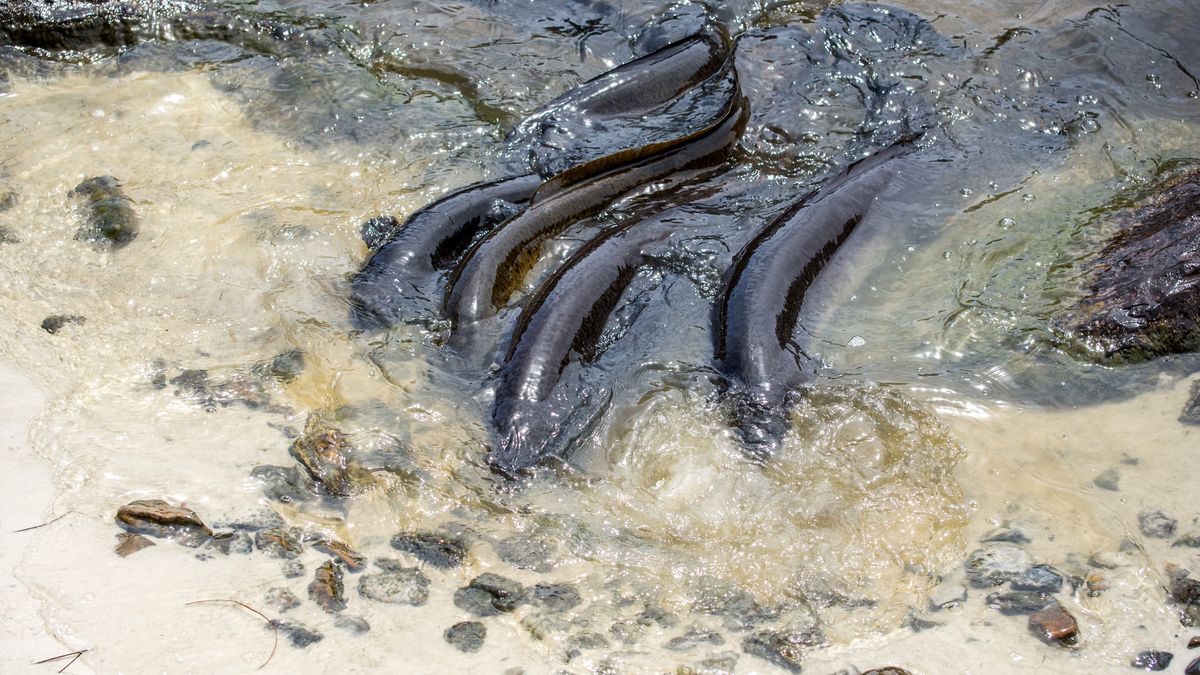 Węgorze bywają nazywane "najbardziej hardkorowym gatunkiem" w Austalii