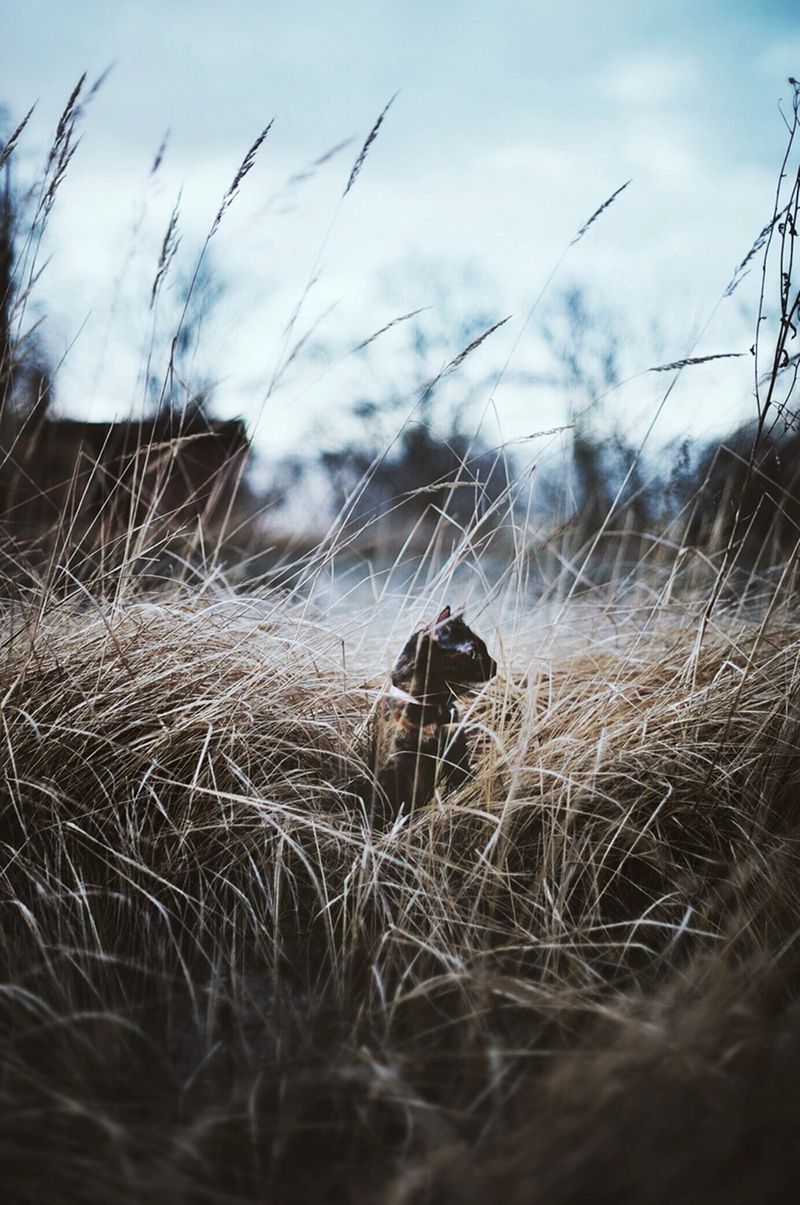 „Cat Effect", czyli cztery pory kota 4
