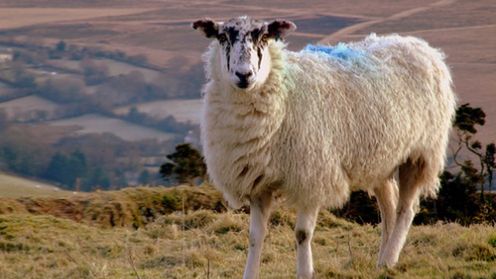 Owce będą przeżuwać zanieczyszczenia z trotylu 1