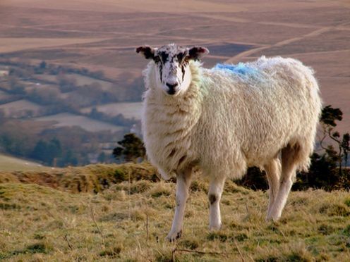 Owce będą przeżuwać zanieczyszczenia z trotylu