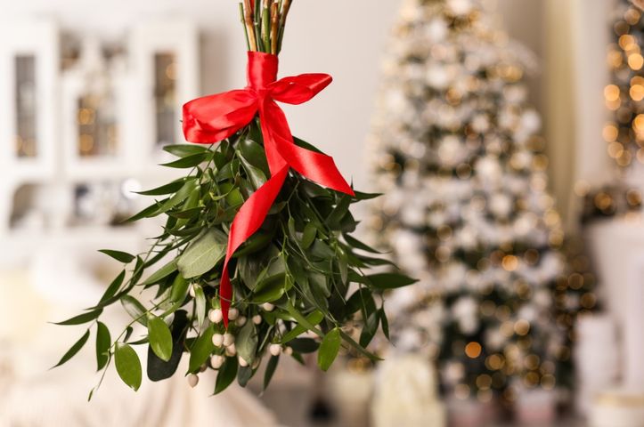 Jemioła pospolita kojarzy się z dekoracją bożonarodzeniową (gałązki jemioły wieszane są w domach przy suficie lub nad drzwiami, co ma zapewnić szczęście domostwu).