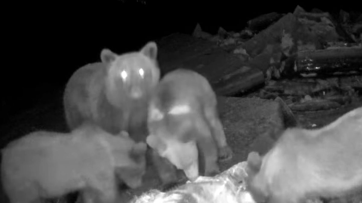 Ucztujące niedźwiedzie. Nagranie leśnictwa Baligród