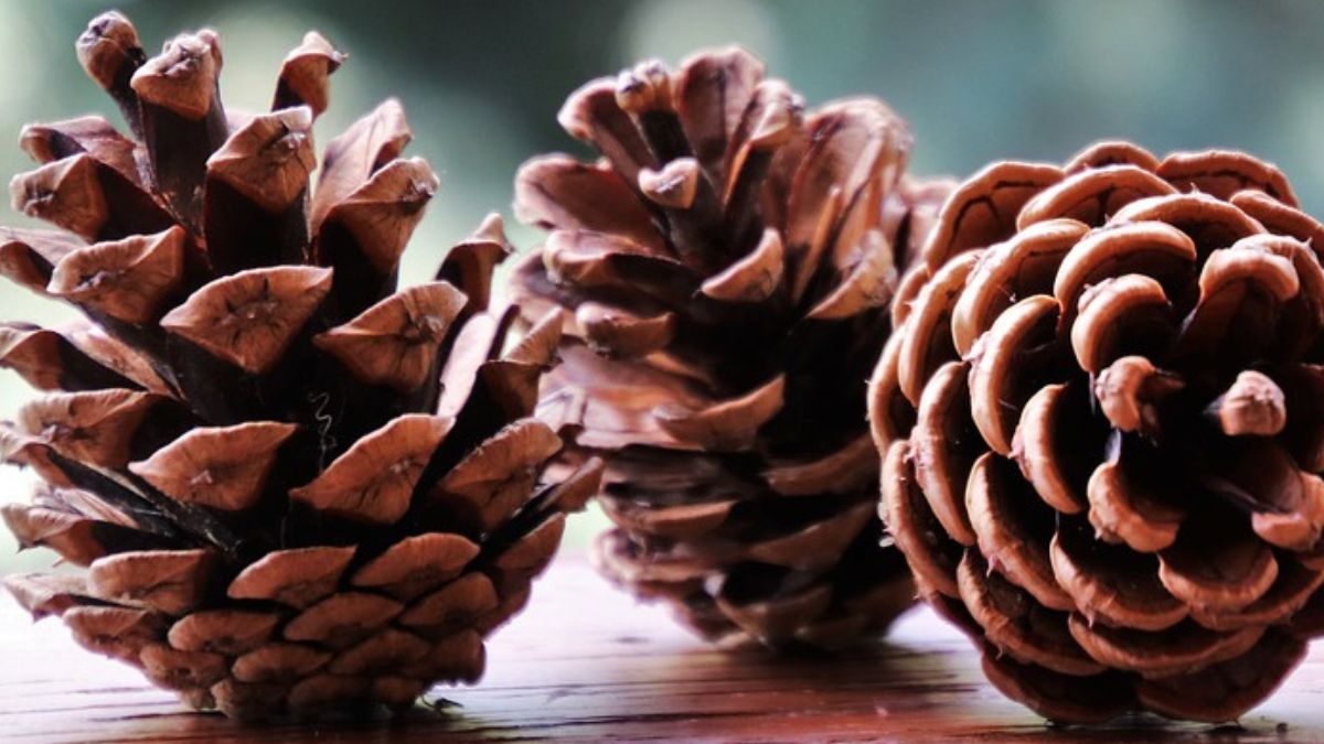 Z szyszek możesz przygotować domowy odświeżacz powietrza 