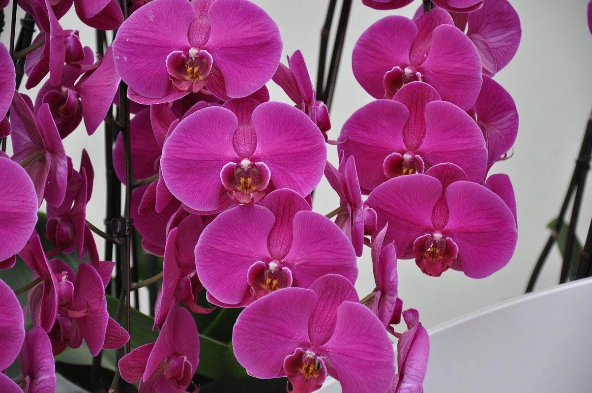 Geheimtipp: So bringt Methode 1-1-1 deine Orchidee zur Blüte